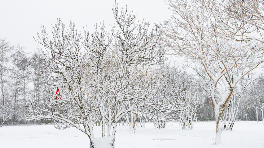 Magnolia x loebneri 'Leonard Messel' multi-troncs forme parasol