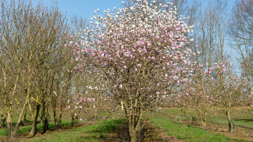 Magnolia x loebneri 'Leonard Messel' multi-troncs forme parasol