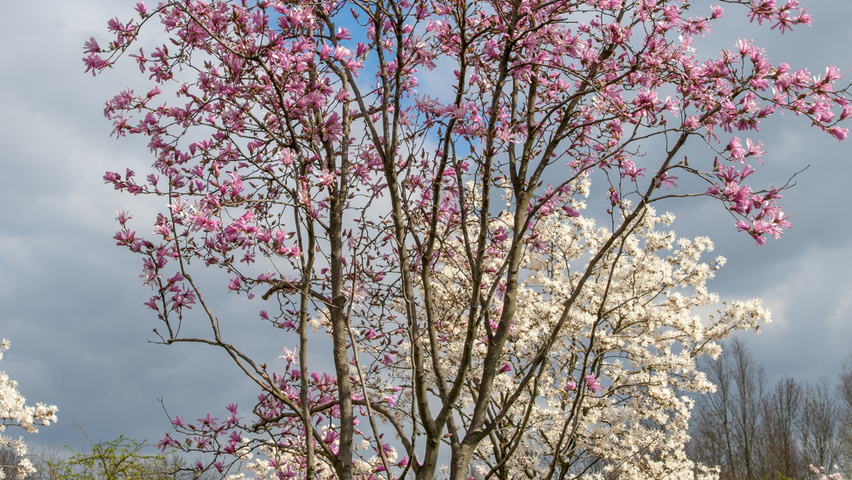 Magnolia x loebneri 'Leonard Messel' multi-troncs forme parasol