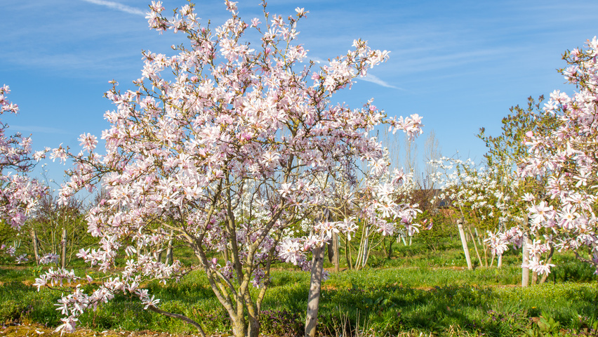 Magnolia x loebneri 'Leonard Messel' multi-troncs forme parasol