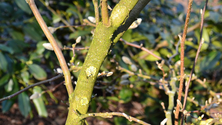 Magnolia x loebneri 'Leonard Messel' rameaux
