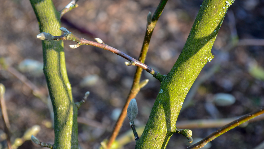 Magnolia x loebneri 'Leonard Messel' rameaux