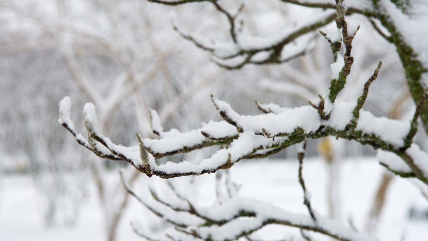 Magnolia x loebneri 'Leonard Messel' rameaux
