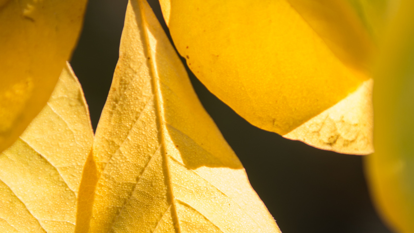 Magnolia x loebneri 'Merrill' осенняя  листьев