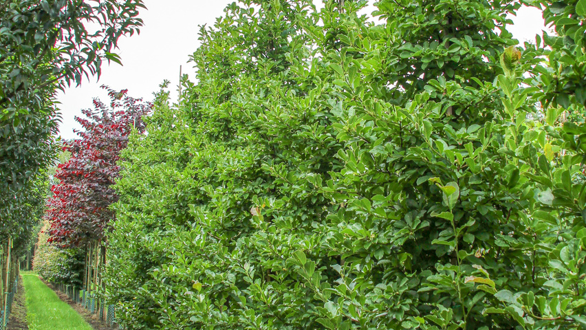 Magnolia x loebneri 'Merrill' Stammbüsche