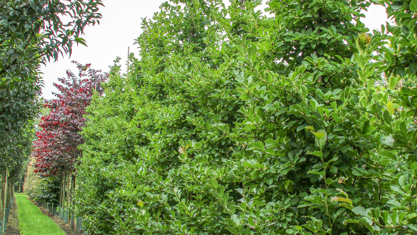 Magnolia x loebneri 'Merrill' Деревья с центральным стволом и ветвями от земли