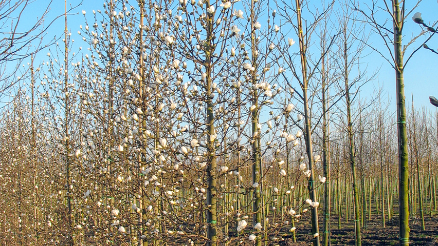 Magnolia x loebneri 'Merrill' Деревья с центральным стволом и ветвями от земли