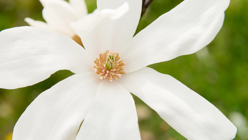 Magnolia x loebneri 'Merrill' цветки