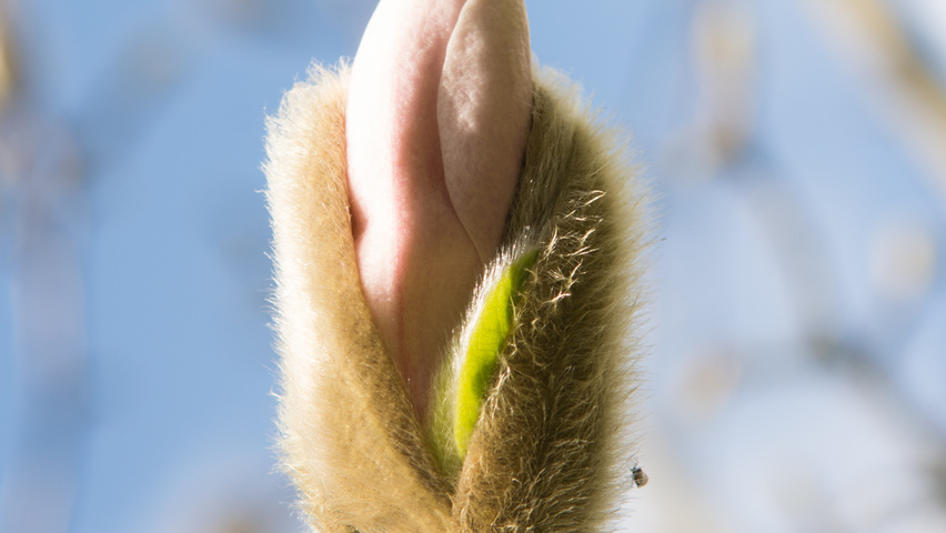 Magnolia x loebneri 'Merrill' цветки