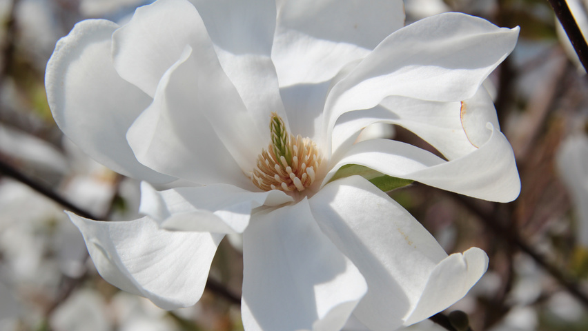 Magnolia x loebneri 'Merrill' цветки
