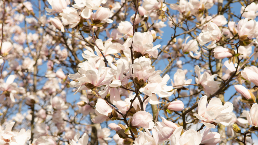 Magnolia x loebneri 'Merrill' цветки
