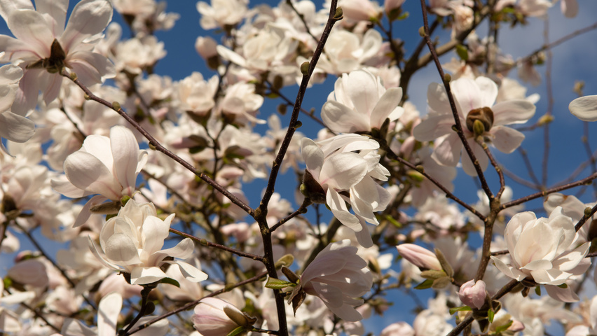 Magnolia x loebneri 'Merrill' цветки