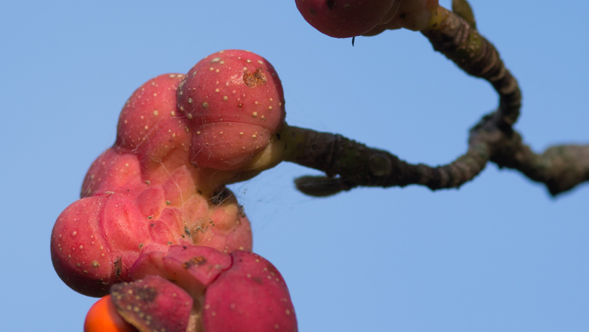Magnolia x loebneri 'Merrill' Frucht