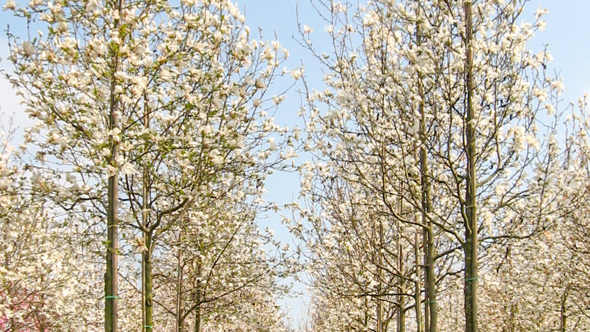Magnolia x loebneri 'Merrill' Деревья с высоким стволом (стандарт)
