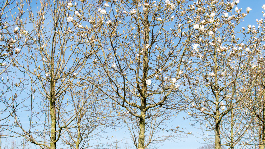 Magnolia x loebneri 'Merrill' hochstämmig