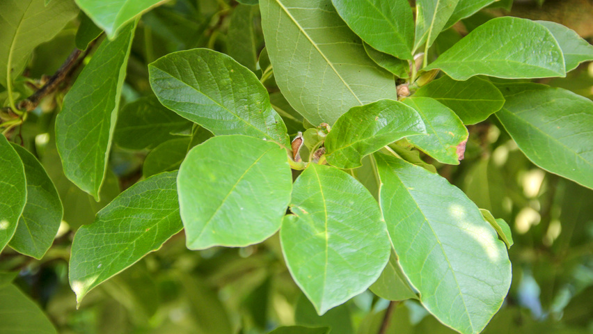 Magnolia Loebneri Mag S Pirouette Купить