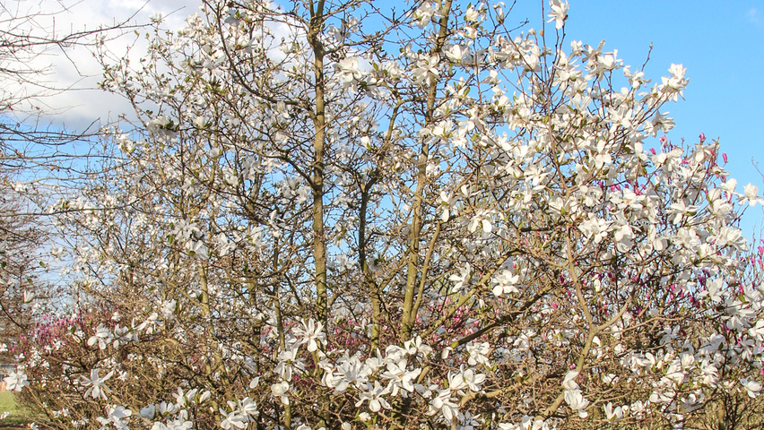 Magnolia x loebneri 'Merrill' Многоствольные деревья