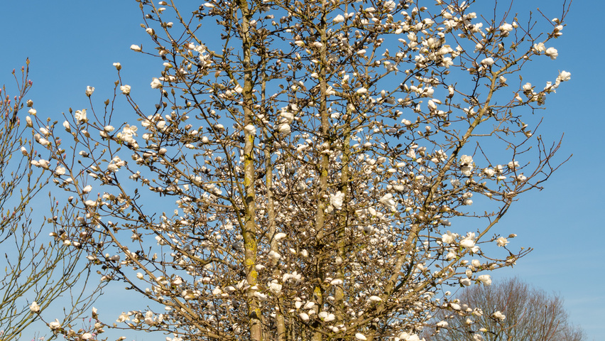 Magnolia x loebneri 'Merrill' mehrstämmige Schirmform