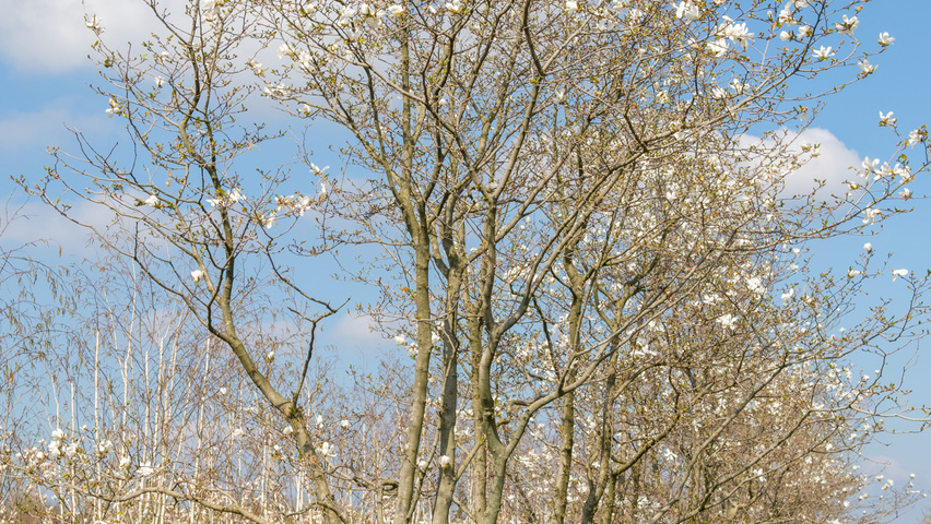 Magnolia x loebneri 'Merrill' mehrstämmige Schirmform