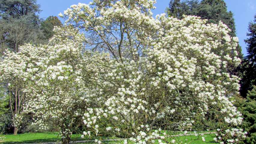 Magnolia x soulangeana 'Alba Superba' caractéristiques