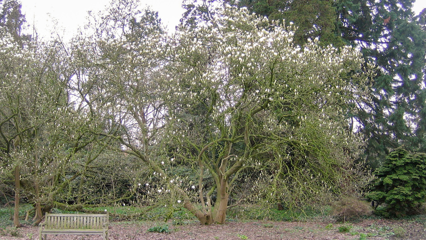 Magnolia x soulangeana 'Alba Superba' caractéristiques