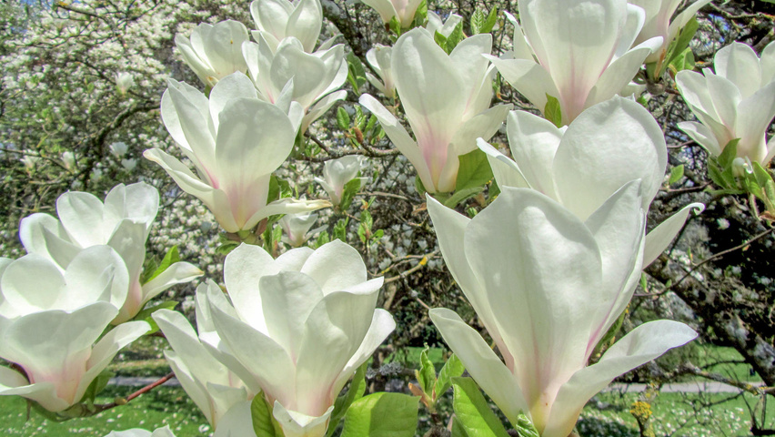 Magnolia x soulangeana 'Alba Superba' fleurs