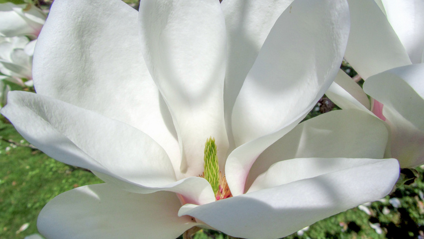 Magnolia x soulangeana 'Alba Superba' fleurs