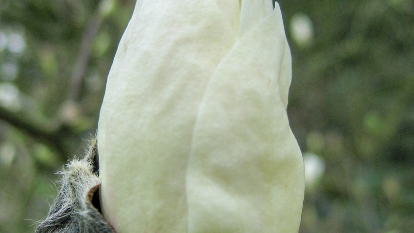 Magnolia x soulangeana 'Alba Superba' fleurs