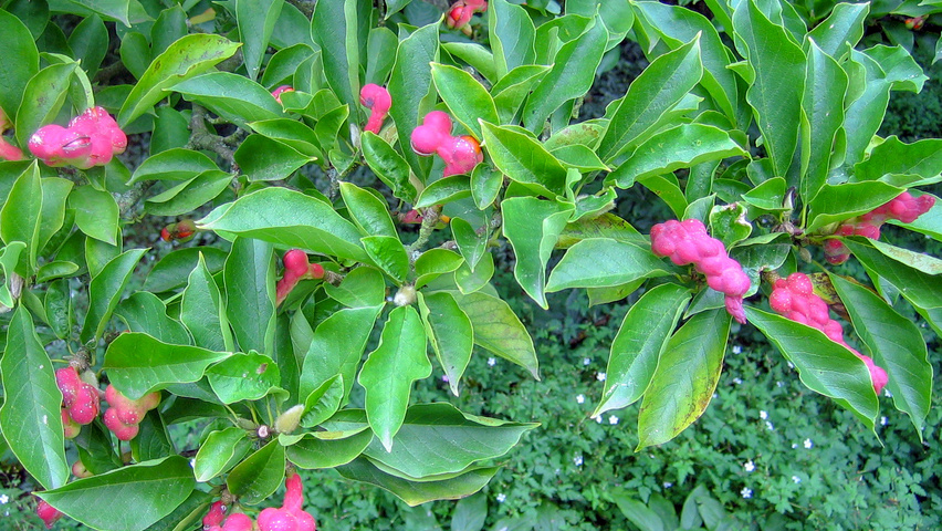 Magnolia x soulangeana 'Alba Superba' fruits