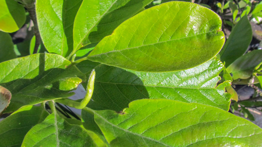Magnolia x soulangeana 'Alba Superba' Feuilles