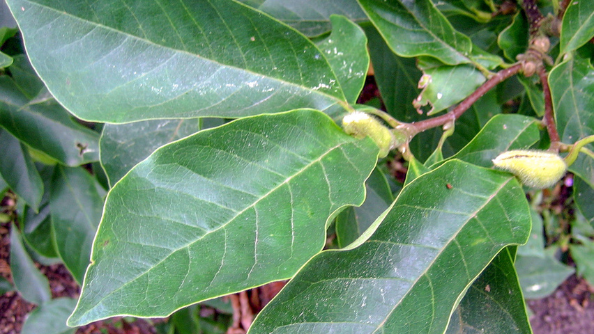 Magnolia x soulangeana 'Alba Superba' Feuilles