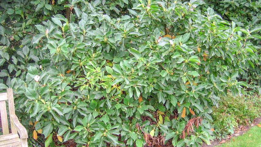 Magnolia x soulangeana 'Alba Superba' arbustes solitaires