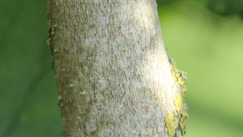 Magnolia x soulangeana 'Alexandrina' Rinden