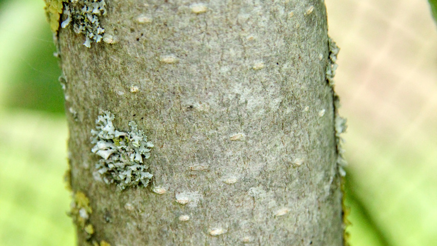 Magnolia x soulangeana 'Alexandrina' Rinden