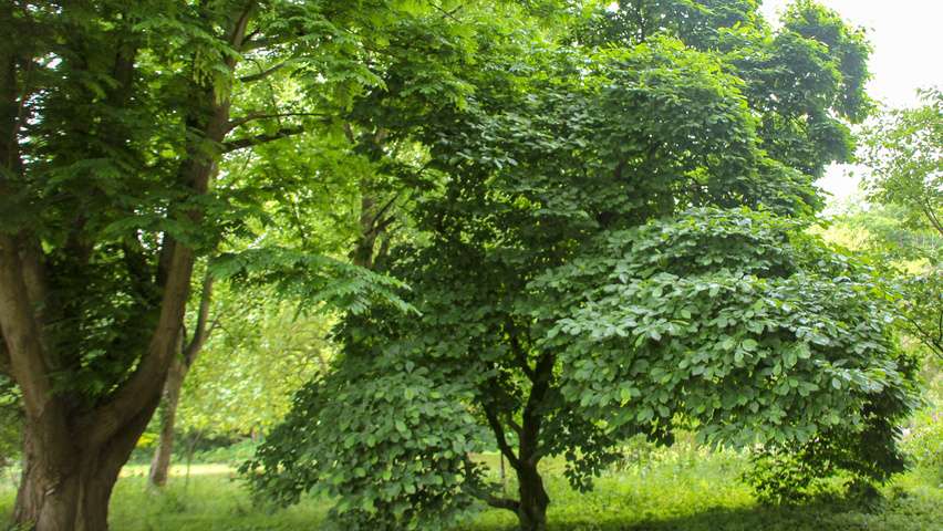 Magnolia x soulangeana 'Alexandrina' charakteristische