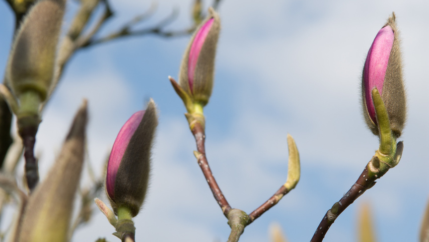 Magnolia x soulangeana 'Alexandrina' Blumen