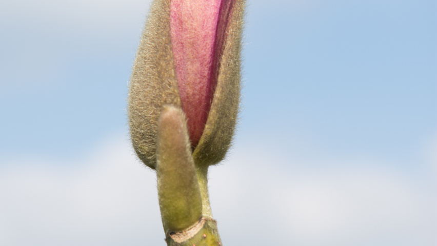 Magnolia x soulangeana 'Alexandrina' Blumen