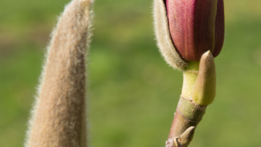 Magnolia x soulangeana 'Alexandrina' Blumen
