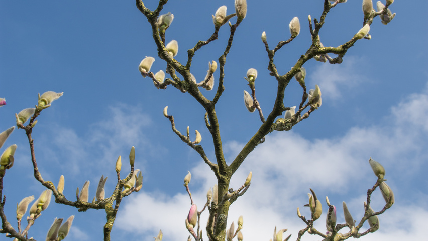 Magnolia x soulangeana 'Alexandrina' Blumen