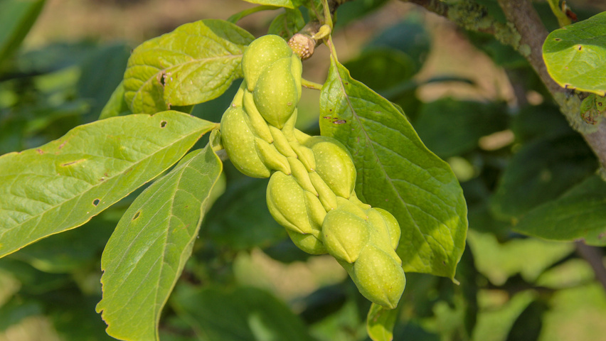 Magnolia x soulangeana 'Alexandrina' Frucht