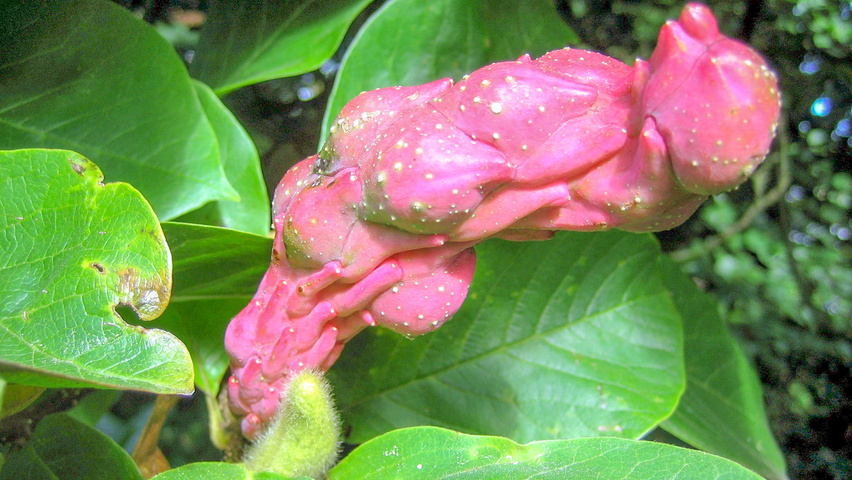 Magnolia x soulangeana 'Alexandrina' Frucht