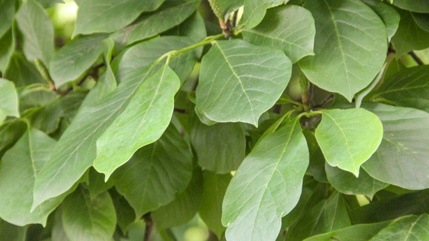 Magnolia x soulangeana 'Alexandrina' Blatt