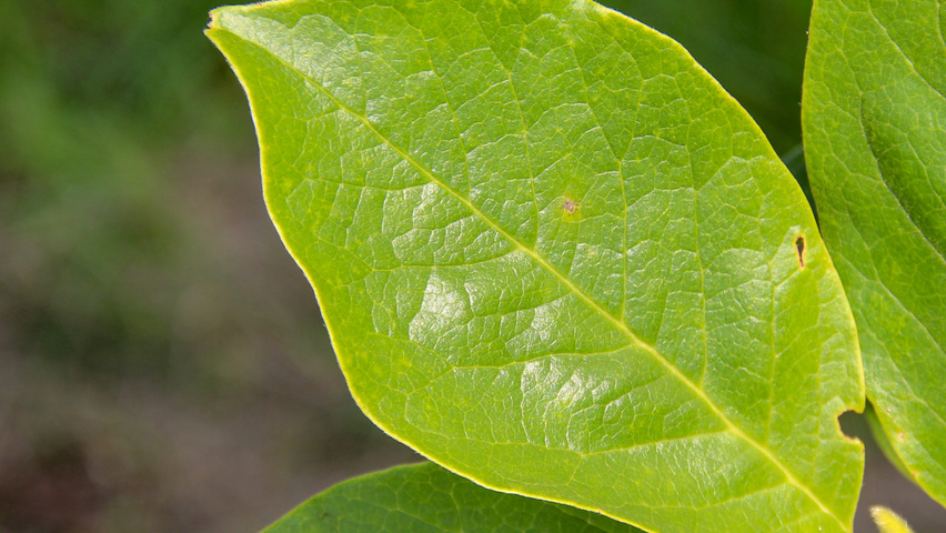 Magnolia x soulangeana 'Alexandrina' Blatt