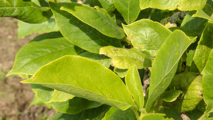 Magnolia x soulangeana 'Alexandrina' Blatt