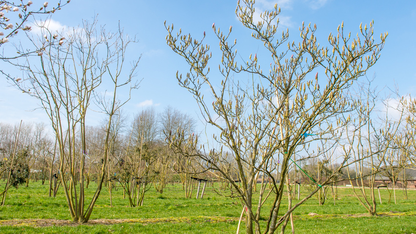 Magnolia x soulangeana 'Alexandrina' mehrstämmige