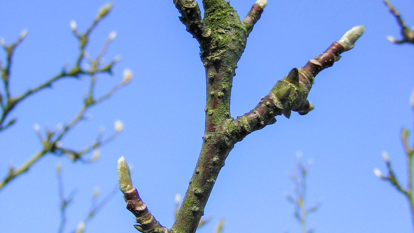 Magnolia x soulangeana 'Alexandrina' Zweige