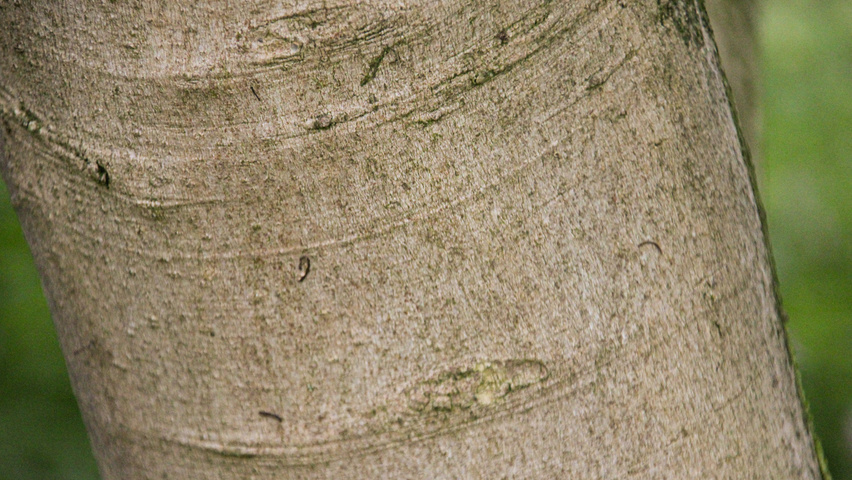 Magnolia x soulangeana Rinden