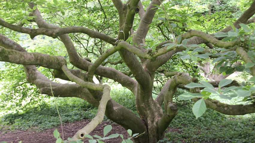 Magnolia x soulangeana Rinden