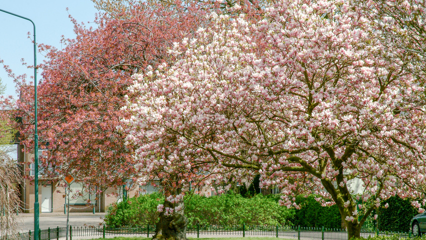 Magnolia x soulangeana charakteristische
