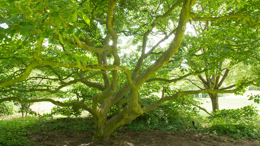 Magnolia x soulangeana charakteristische